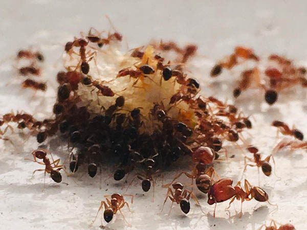 灭蚂蚁防治